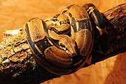 Schlangen (Foto: Ingrid Grossmann)